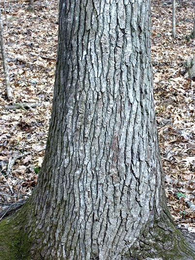 {Liquidambar styraciflua}